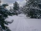 Ski Trail
