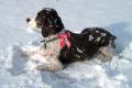 Snow Dog