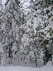 Tree Snow