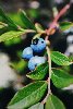 Blueberry