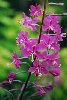 Fireweed