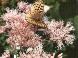 Joe Pye Weed