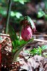 Lady Slipper