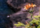 Tiger Lily